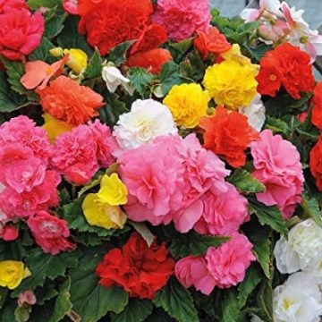 Begonia Green Leaf Nonstop® Mixed - 10" Patio