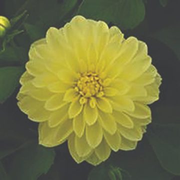 Dahlia Venti Lemon- 10"