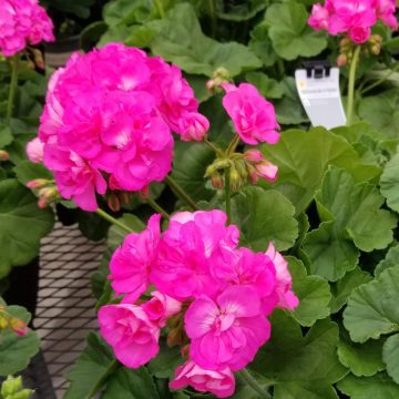 Geranium Calliope® Large Pink- 10"