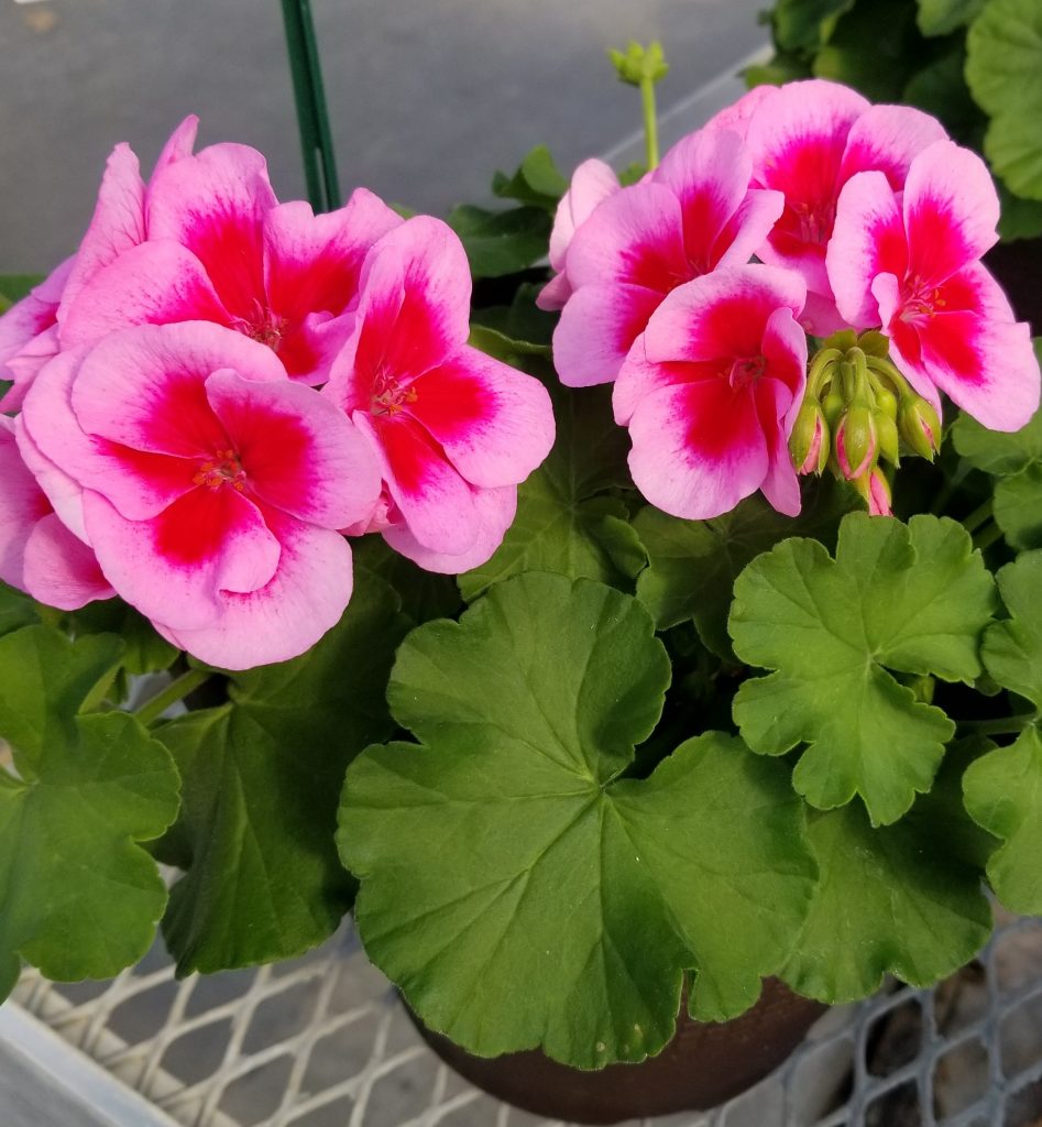 Geranium Calliope® Rose Mega Splash- 10