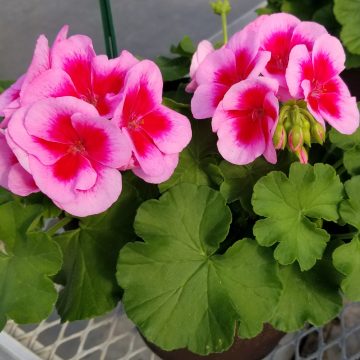 Geranium Calliope® Rose Mega Splash- 10"