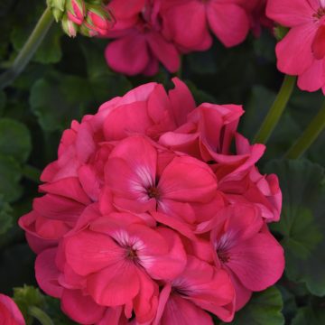 Geranium Galaxy Watermelon- 10"