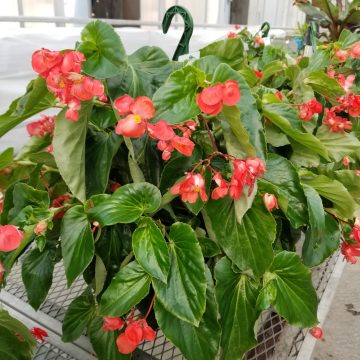 Begonia Dragon Wing® Red- 12" hanging basket
