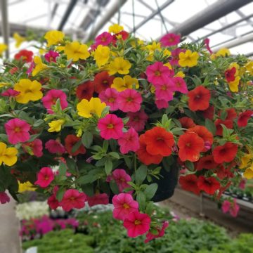 Calibrachoa MixMasters™ Fruit Cocktail- 12" Basket