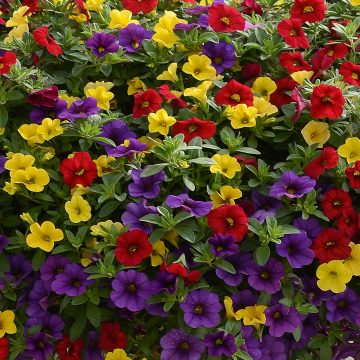 Calibrachoa MixMasters™ Sprinkles on Top- 12" Bskt