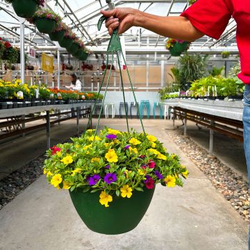 Calibrachoa MixMasters™ Sundance 12" Hanging Bskt