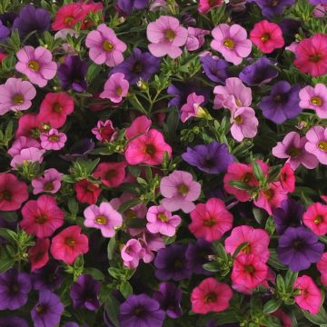 Calibrachoa MixMasters™ Sweet Melody- 12" Basket