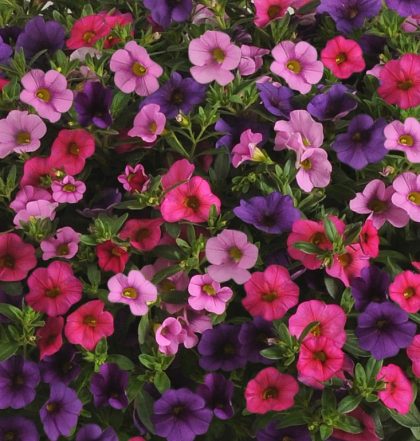 product-65883-1759473713-CALMXM917-12GB