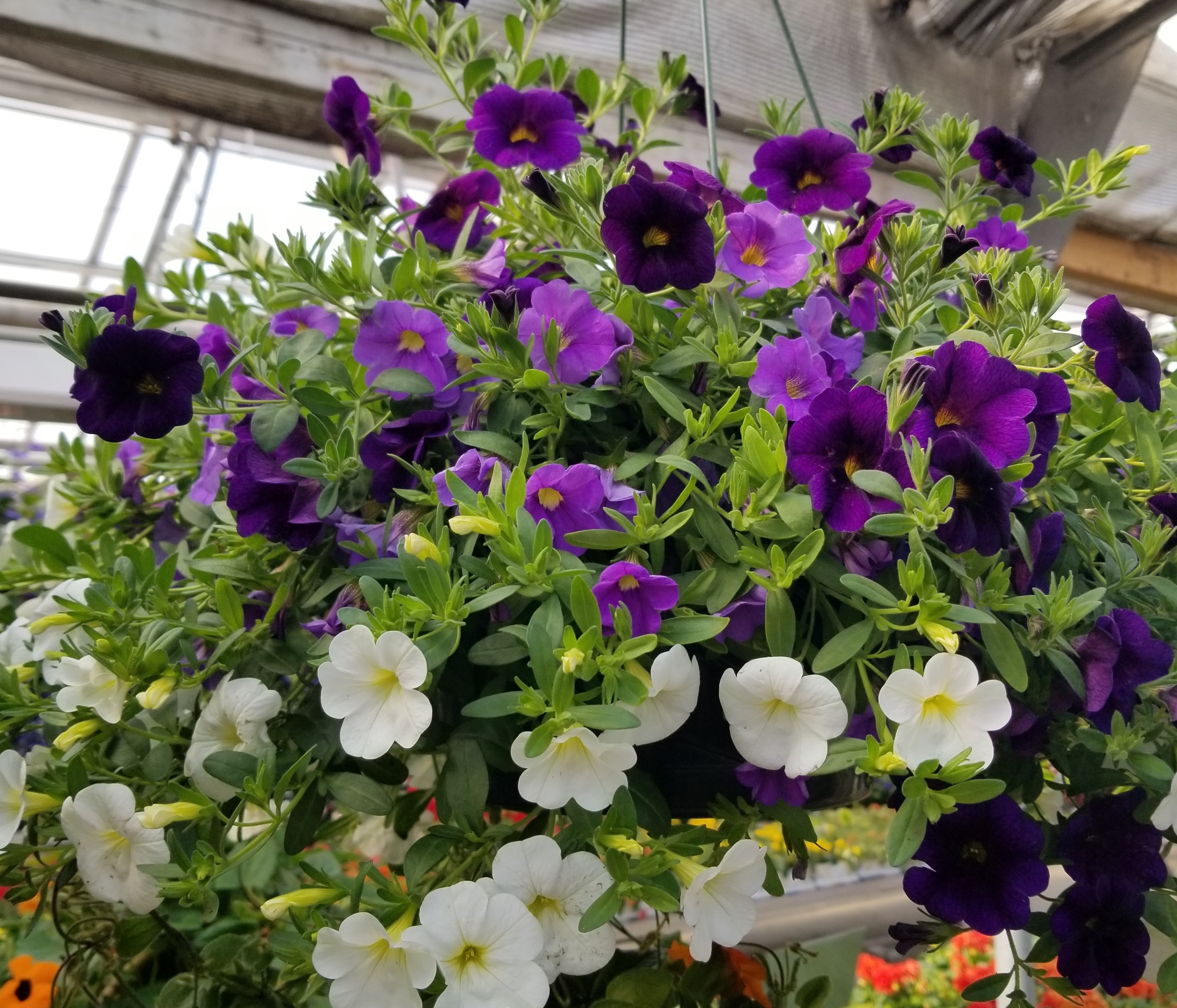 Calibrachoa Trixi® Purple with a Purpose- 12