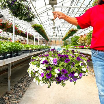 Calibrachoa Trixi® Purple with a Purpose- 12" Bskt