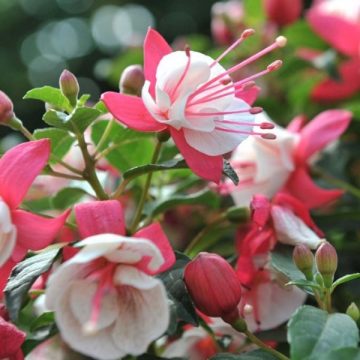 Fuchsia Aretes Arroyo Grande- 12" hanging basket