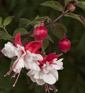 Fuchsia Trailing Swingtime- 12" hanging basket
