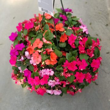 Impatiens Imara XDR Wagner Paradise Mix 12" basket