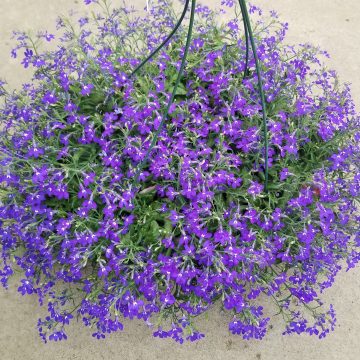 Lobelia Hot® Blue- 12" hanging basket