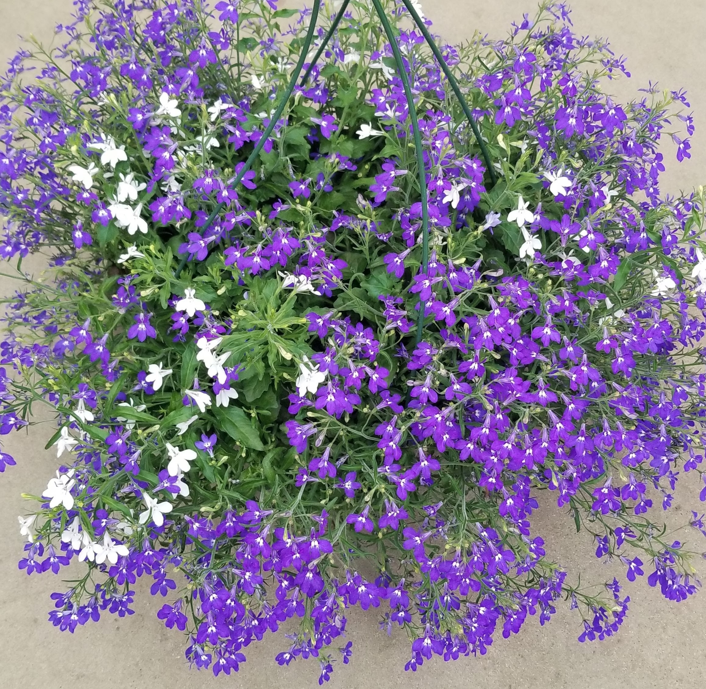 product-65909-1759486853-lobhot901-12gb