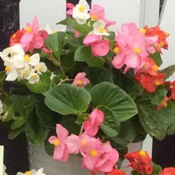Begonia Green Leaf TopHat™ Mix- 12" hanging basket