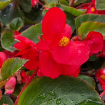 Begonia Green Leaf BIG® Red- 13" Patio