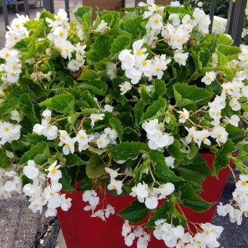 Begonia Green Leaf BIG® White- 13" Patio