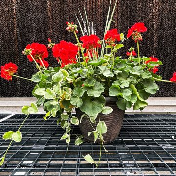 Geranium Combination Calliope® Lg Scarlet Fire-13"