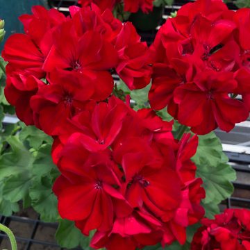 Geranium Calliope® Large Dark Red- 13" Pot