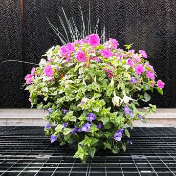 Combination Dancer- 14″ Garden to Go
