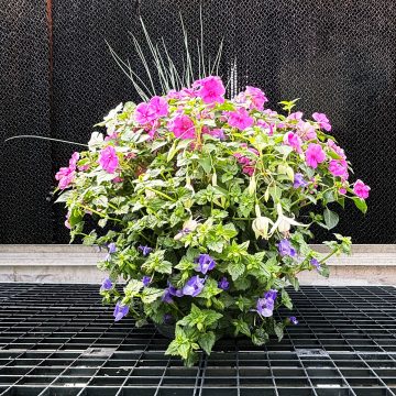 Combination Dancer- 14" Garden to Go