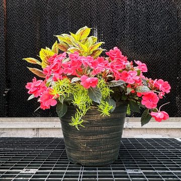 Combination Fun in The Sun- 14" Garden to Go