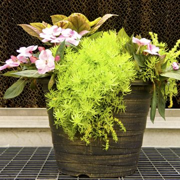 Combination 'Fun in The Sun' - 14" Garden to Go