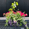 Combination La La Palooza- 14″ Fiber Hang. Basket