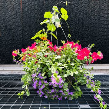 Combination La La Palooza- 14″ Fiber Hang. Basket