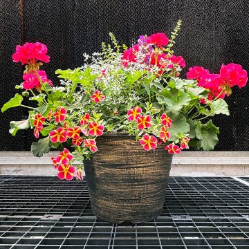 Combination 'Summer Romance' - 14" Garden to Go