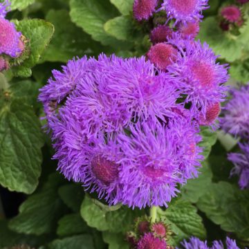 Ageratum Aguilera™ Violet - 4 1/3" pot