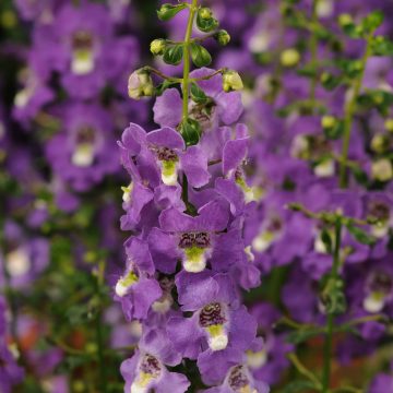 Angelonia Archangel™ Purple - 4 1/3"