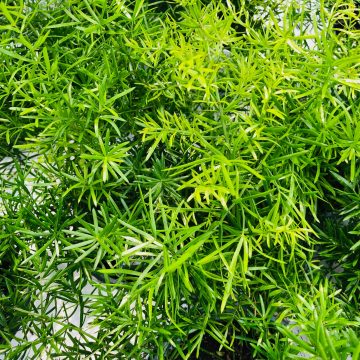 Asparagus Sprengeri sp.- 4 1/3" pot