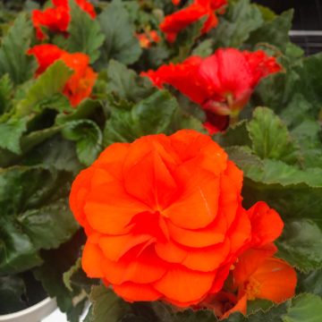 Begonia Green Leaf Nonstop® Orange - 4 1/3" pot