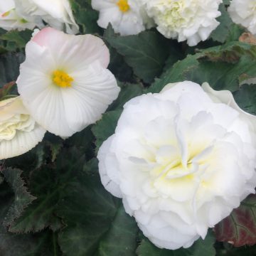 Begonia Green Leaf Nonstop® White - 4 1/3" pot