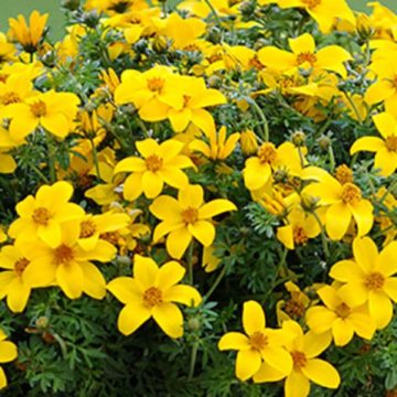 Bidens Sun Drop - 4 1/3" pot