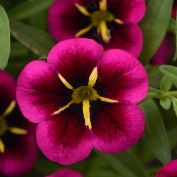 Calibrachoa Cabaret® Good Night Kiss - 4 1/3" pot