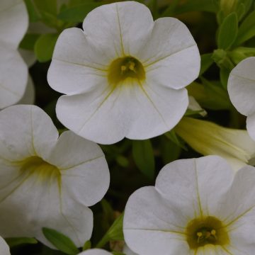 Calibrachoa Cabaret® Bright White - 41/3" pot