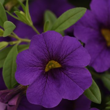 Calibrachoa Cabaret® Midnight Blue- 4 1/3" pot