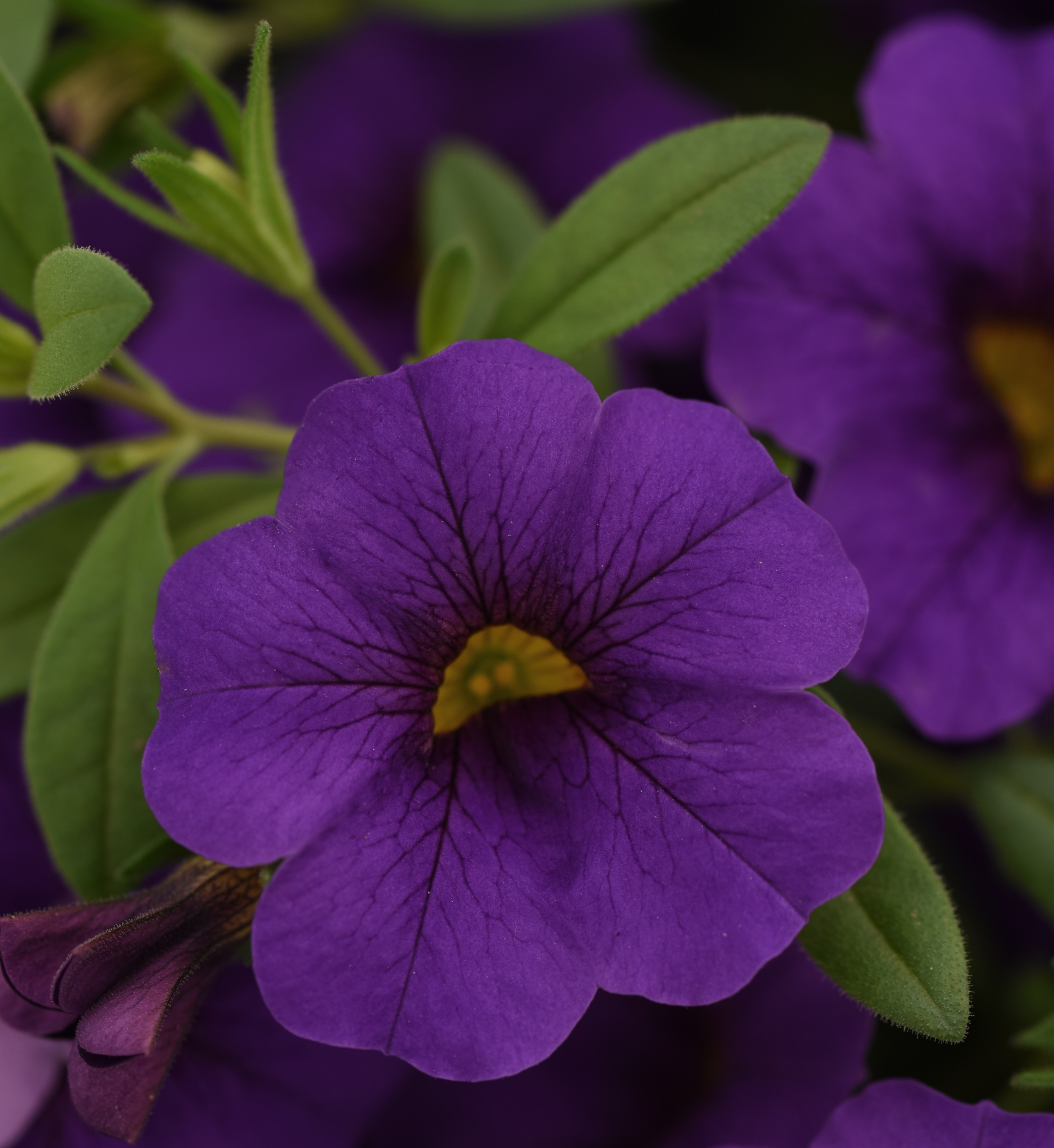 product-65973-1759478586-CALCAB502-43WP