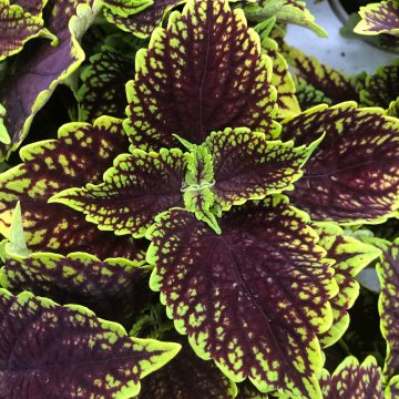 Coleus Coleosaurus - 4 1/3" pot