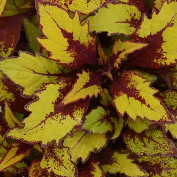 Coleus FlameThrower™ Spiced Curry - 4 1/3" pot