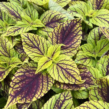 Coleus Happy Line - 4 1/3" pot
