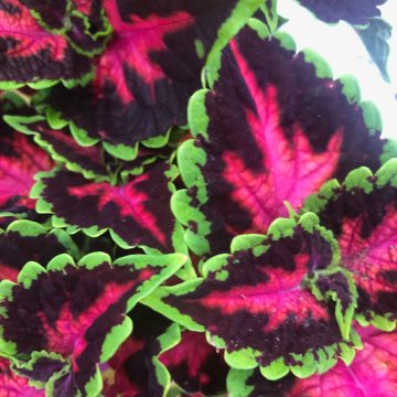 Coleus Heartbreaker - 4 1/3" pot