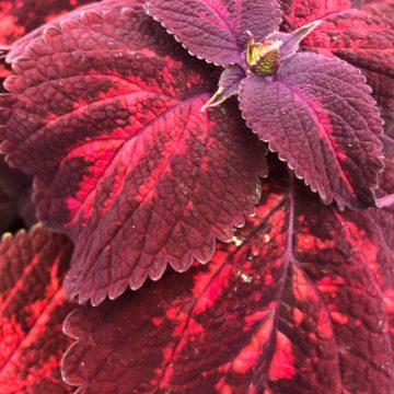 Coleus Kingswood Torch - 4 1/3" pot