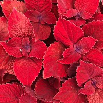 Coleus Ruby Slipper - 4 1/3" pot