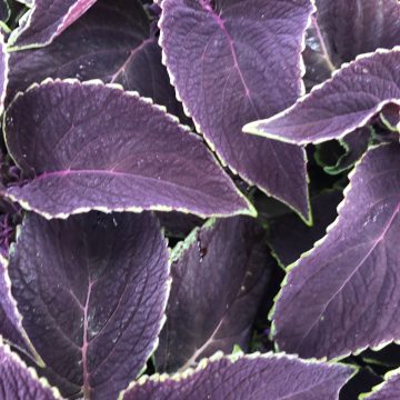 Coleus Vino - 4 1/3" pot