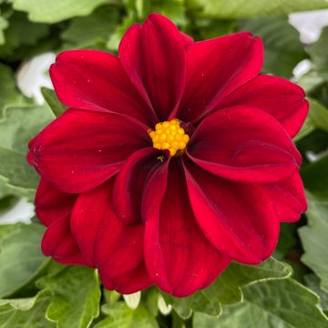 Dahlia Dahlietta Patty - 4 1/3" pot
