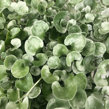 Dichondra 'Silver Falls' - 4 1/3" pot